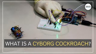 What is a Cyborg Cockroach and how can it save lives? | The Hindu
