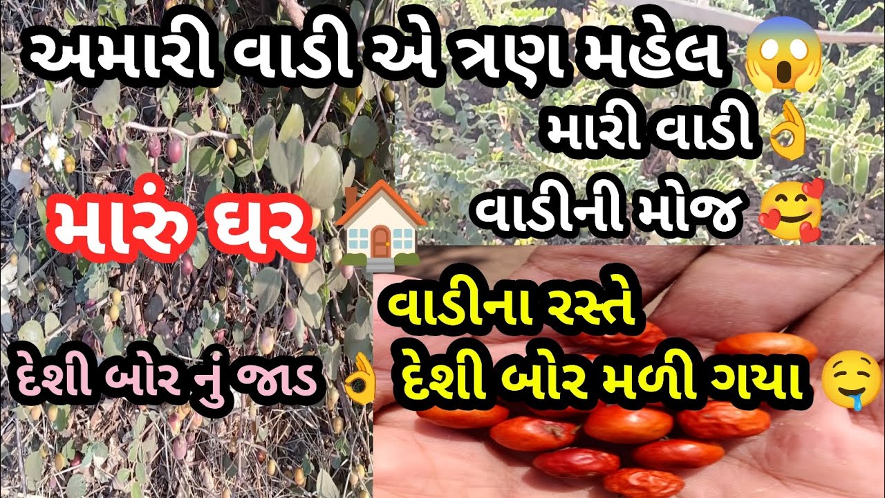 વાડી ની મોજ 🥰 ||vadini moj||મારી વાડી એ ત્રણ મહેલ 😱 