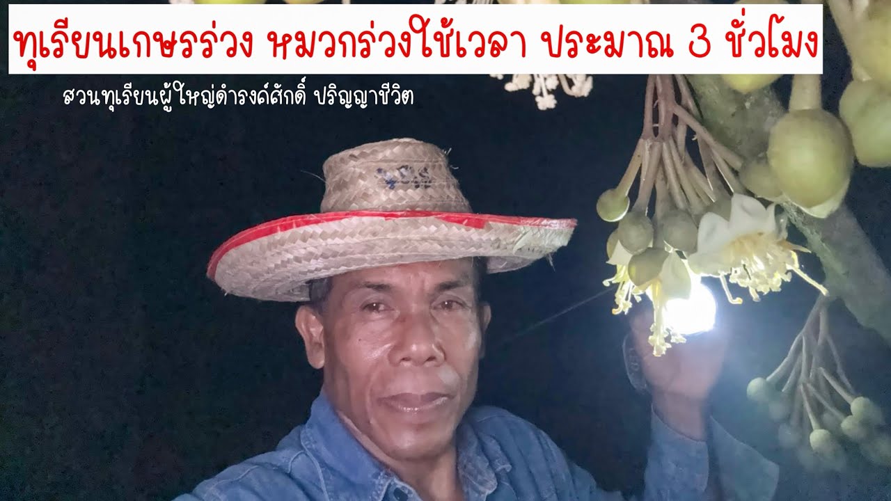 ทุเรียนเกษรร่วง หมวกร่วงใช้เวลา ประมาณ 3 ชั่วโมง | EP.202
