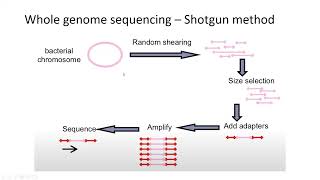 MGMA 6.1 Multiple genome alignment with Mauve