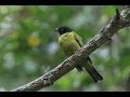 Tropical Birds - Birds of Brazil - Aves, pássaros e outros animais do Brasil