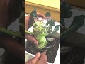 #ブロッコリー の芯を土に植え３ケ月半後？ Three and a half months after planting broccoli cores in soil? #vegetables