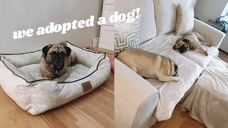WE ADOPTED A PUG! • Rescued From A Puppy Farm • First Few Days In His First Ever Home