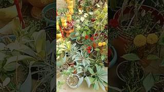 #shorts #gardening #music #paudha #garden #nature #plantcare #satisfying #newsong #falawar #funny