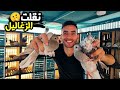 I Transferred And Weaned The Pigeons And Flew Away The Carrier Pigeons The Video Is Not Import 
