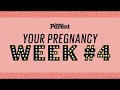 Your pregnancy 14 weeks