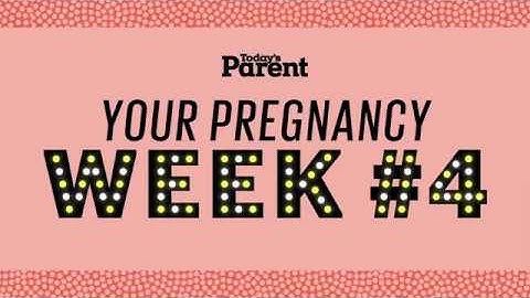 Your pregnancy: 1-4 weeks