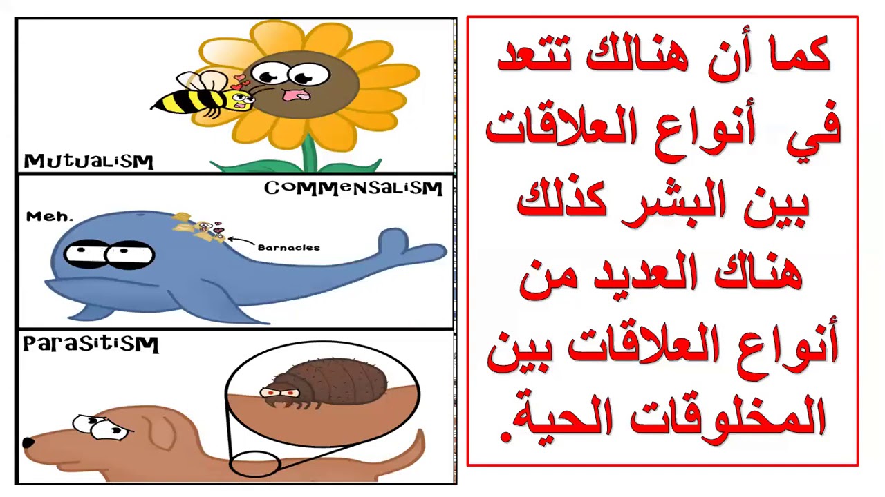 مستويات التنظيم
