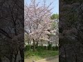 がんばろう！日本💫満開🌸磯路中央公園(大阪市港区)