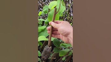 Bán giống cây an xoa