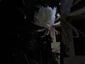 Rear flower| Brahmma kamalam| #ப்ரம்ம கமலம்#