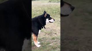 Psalm 27 at Harpenden Commons