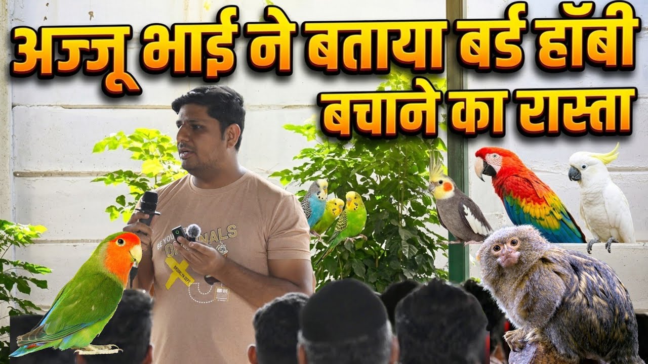Bird Hobby क्यों खराब हो रही हैं ? | बहुत सारी वजह और उनका समाधान | Bird Hobbiyest Meet-up Gujarat 
