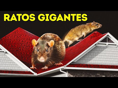 Rato gigante encontrado em São Paulo!!! Verdade ou mentira?  Muita gente  achando que esse vídeo se trata de um rato de esgoto super gigante. Não  mesmo galera. Isso é um Myocastor