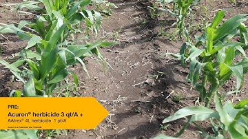 Corn Herbicide Trial at the York, NE, Grow More Experience Site