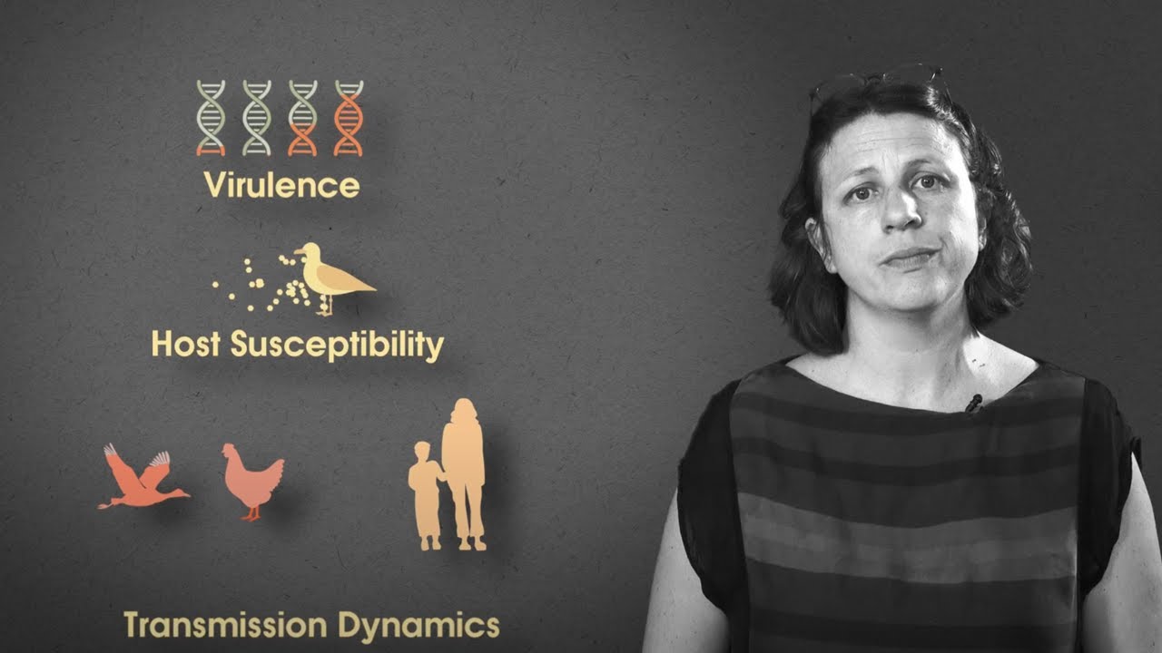 The Deadly Five. Episode 1. Avian Influenza: The Bird Flu Crisis - YouTube