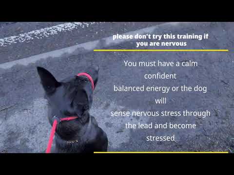 Traffic training with a Belgian Malinois