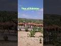 قافلة النوق في طريق صحراء ثار