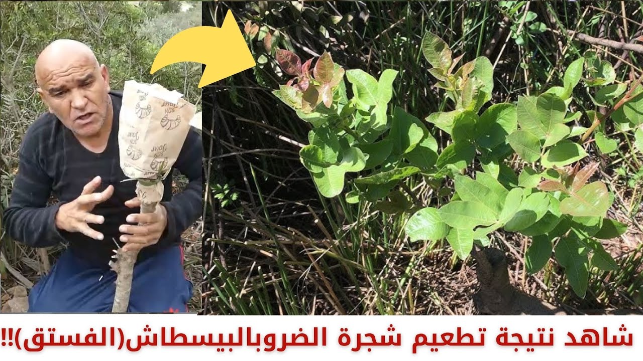 شاهد نتيجة تطعيم شجرة الضرو الغابية(البطم العدسي) بالبيسطاش(الفستق)!! #قناة_الظهرة_الفلاحية