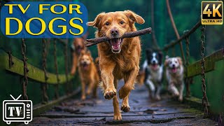 Dog TV for Dogs: Anti-Anxiety Music for Dogs &amp; Entertainment for Dogs to Prevent Stress and Boredom