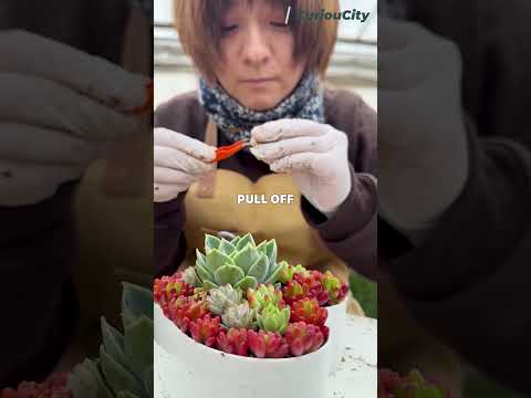 This Plant Can Clone Itself