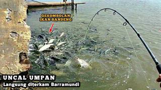 Benar dugaanku.!! Ada banyak Barramundi diantara gerombolan ikan bandeng ini