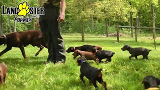 Friendly Doberman Pinscher Puppies