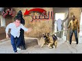 الكبير هجم علينا وحاولنا الهروب ولاكن 