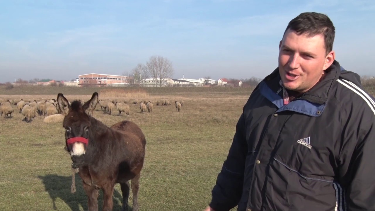 Buše i cigaje iz Omoljice