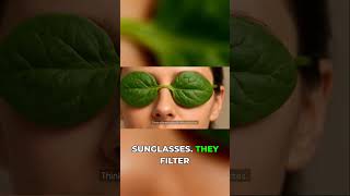 STOP Losing Your Eyesight! The Simple Nutrition Fix