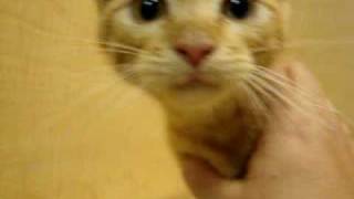 Spunky  Red Mackerel Tabby Kitten 05-14-2010