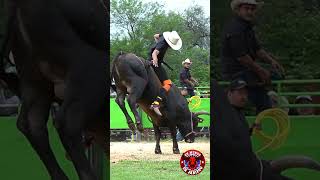 SE ACOMODA EL FAJO SIN COMPLICACIONES EL TIMBO DE JALISCO.!!