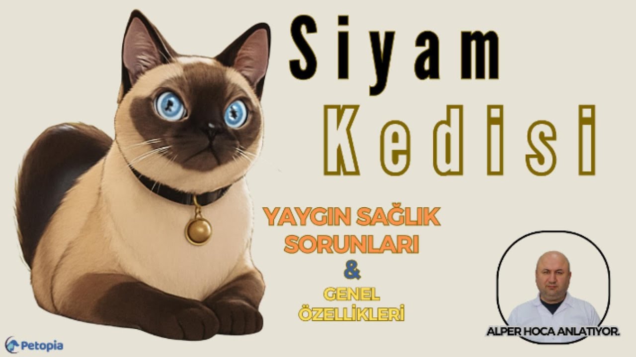 Siyam Kedisi Yaygın Sağlık Sorunları