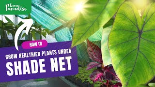 Shade net your greenhouse for healthier plants, here’s why.