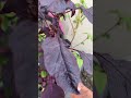 My 🪴 plants 🪴 🙏🏿pls sub and like🙏🙏🏿