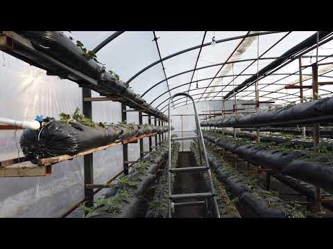 მარწყვის სათბური - მცირე სიღრმე.