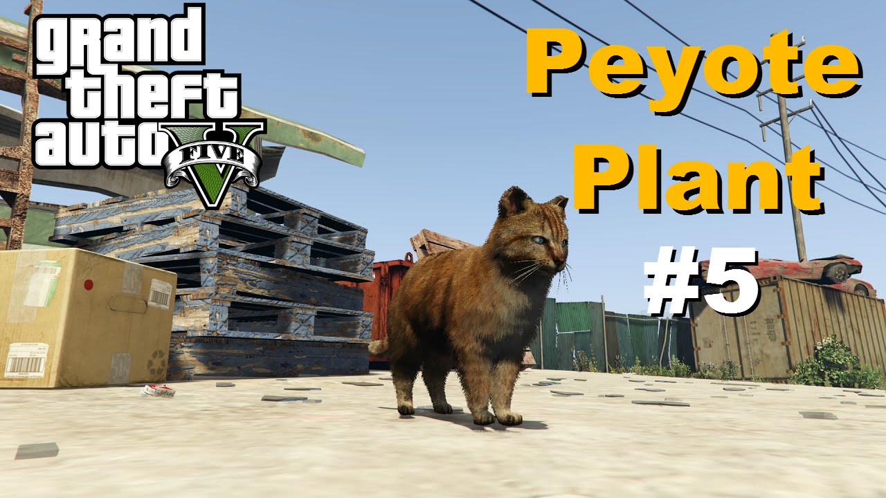 GTA V - Peyote Plant #5 Cat - YouTube