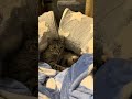Fawn video