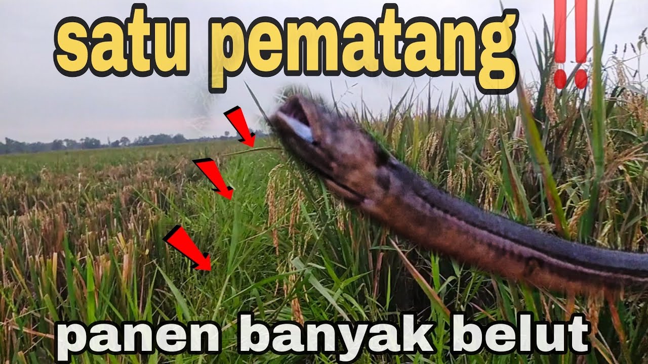 PANEN BELUT ‼️ HANYA DI SATU PEMATANG