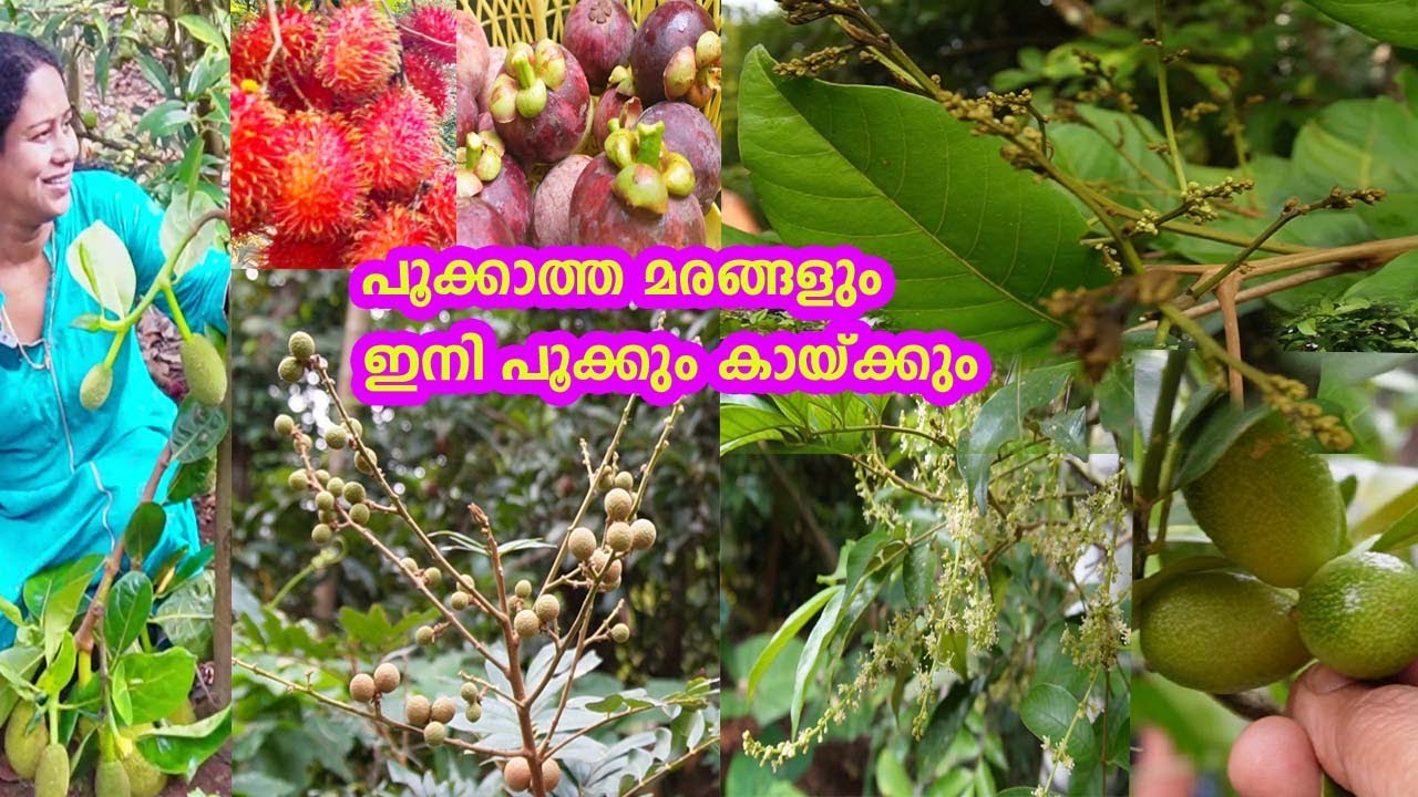 പൂക്കാത്ത മരങ്ങളും ഇനി പൂക്കും!റംബൂട്ടാൻ മാങ്കോസ്റ്റീൻ നിറയെ കായ്ക്കാൻ Best Fertilizers for Rambutan