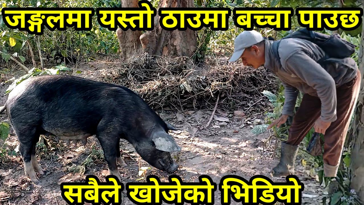 जङ्गलमा खुल्ला छोडेको सुङ्गुरले बच्चा पाउन यस्तो ठाउँ बनाउछ , सबैले खोजेको भिडियो PIGGERY
