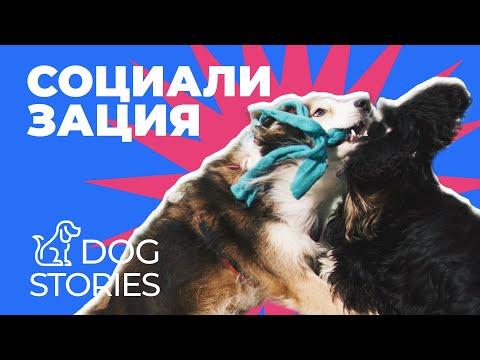 Как правильно социализировать щенка? 🐕 Что такое социализация и зачем она нужна взрослой собаке? 🐾