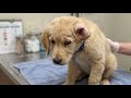 Understanding Dog's Ear Disease