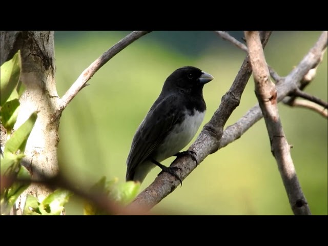 Papa-capim-de-costas-cinza(Dubois's Seedeater)