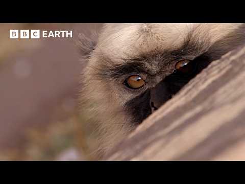 Extraordinary Animal Encounters Narrated By Sir David Attenborough | BBC Earth | BBC Studios