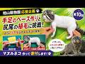 ⑩マヌルネコを作るぞ！旭山動物園応援企画！