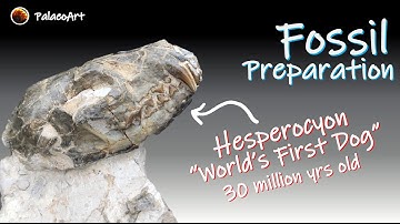Fossil Preparation - First Extinct Dog! Hesperocyon skull and partial skeleton (30 million yrs ago)