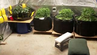 Day 37 of veg G.W aggressive defoliation. Day 1 of flower for 4- G.W