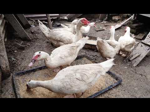 Yeni Inka - NOAH - Yang Terdalam (Official Music Video ANEKA SAFARI)