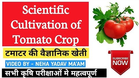 Cultivation of Tomato Crop (टमाटर की खेती)|UPPSC DHO,IBPS AFO, Horticulture officer|Agriculture & GK